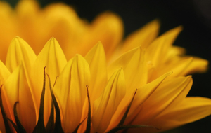 Veränderung des Ich-Gefühls