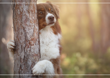 Produkte für den Hund von Waldkraft Alveda