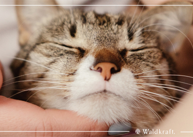 Produkte für die Katze von Waldkraft Alveda