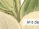 Mit dem Herzen sehen