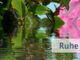 Ruhe in der Annahme