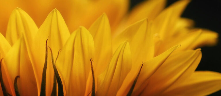 Veränderung des Ich-Gefühls